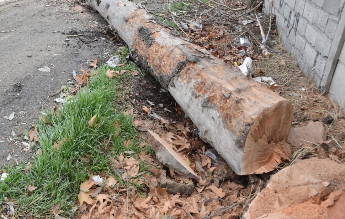 اجرای عملیات قطع درختان خشکیده و خطرساز در مسیر تردد خودروها در گلسار