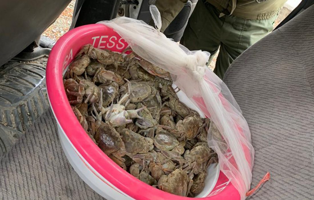 کشف و توقیف محموله خرچنگ توسط یگان حفاظت محیط زیست البرز