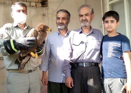 مسئولیت پذیری شهروند ماهدشتی در نجات عقاب صحرایی آسیب دیده