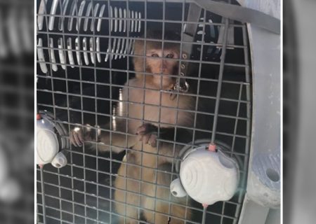 میمون دردسرساز به مرکز نگهداری حیوانات البرز منتقل شد