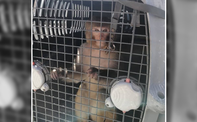 میمون دردسرساز به مرکز نگهداری حیوانات البرز منتقل شد