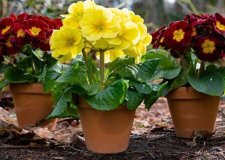 روز فرهنگی چهارباغ با نماد گل پامچال تصویب شد