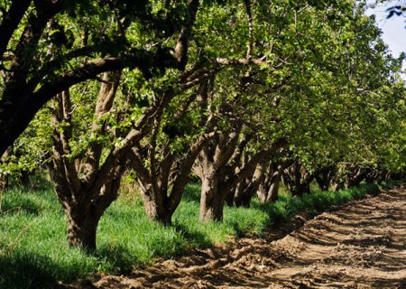 تمرکز شهرداری کرج بر بازگرداندن هویت باغشهری به این کلانشهر