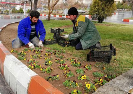 کاشت بیش از ۳۶ هزار گل بنفشه در سطح منطقه ۶ شهرداری کرج