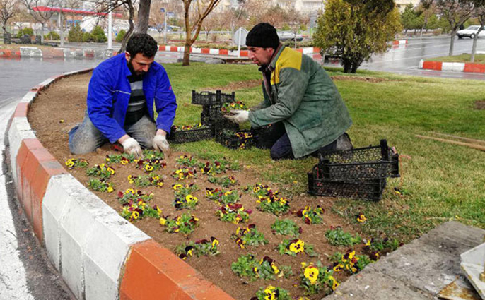 کاشت بیش از ۳۶ هزار گل بنفشه در سطح منطقه ۶ شهرداری کرج