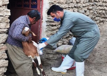 لزوم واکسیناسیون دام‌های سبک در البرز