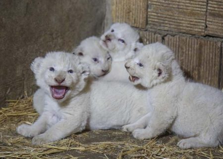 ماده شیر سفید کرجی صاحب چهارقلو شد
