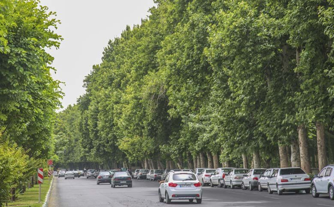 ارتقای منظر شهری کرج با یکپارچه‌سازی درختان