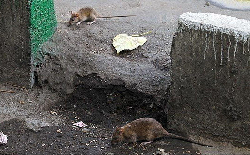 امحای موش ها در سطح شهر، نیازمند تعامل جدی شهروندان با مسئولان شهری است