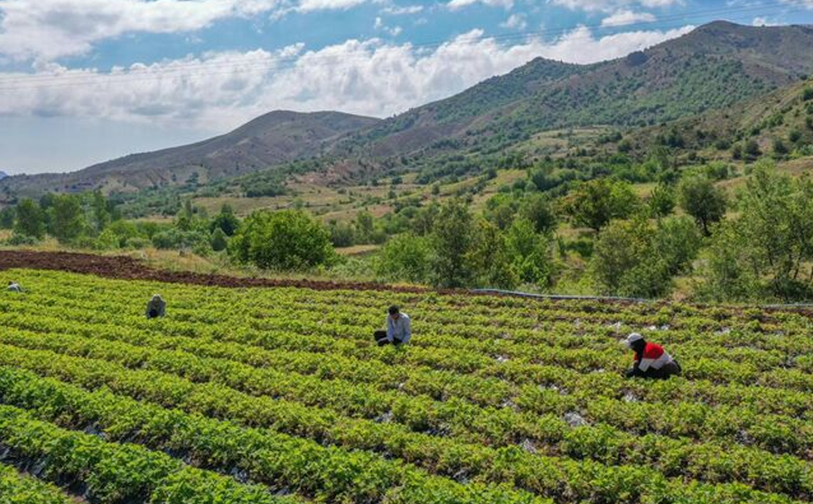 ضرورت هم افزایی بین دستگاهی برای تسهیل در صدور مجوز‌های گردشگری کشاورزی