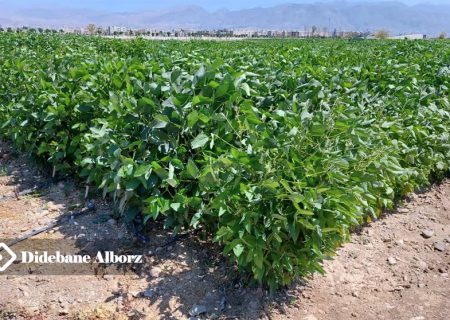 معرفی و ثبت ۴۰ رقم جدید هیبرید و آزاد گرده افشان طی ۱۰ سال