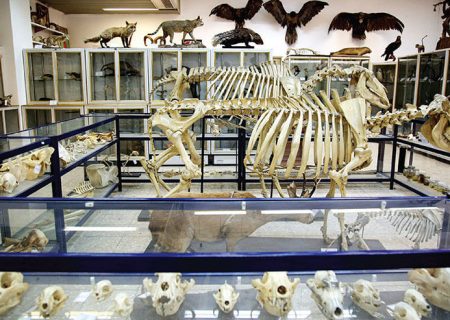 موزه جانورشناسی کرج نیاز به مقاوم سازی دارد