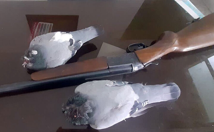 دستگیری شکارچی غیرمجاز پرنده در ساوجبلاغ