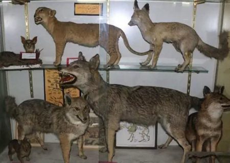 بازدید از موزه تاریخ طبیعی البرز تا پایان دهه فجر رایگان شد