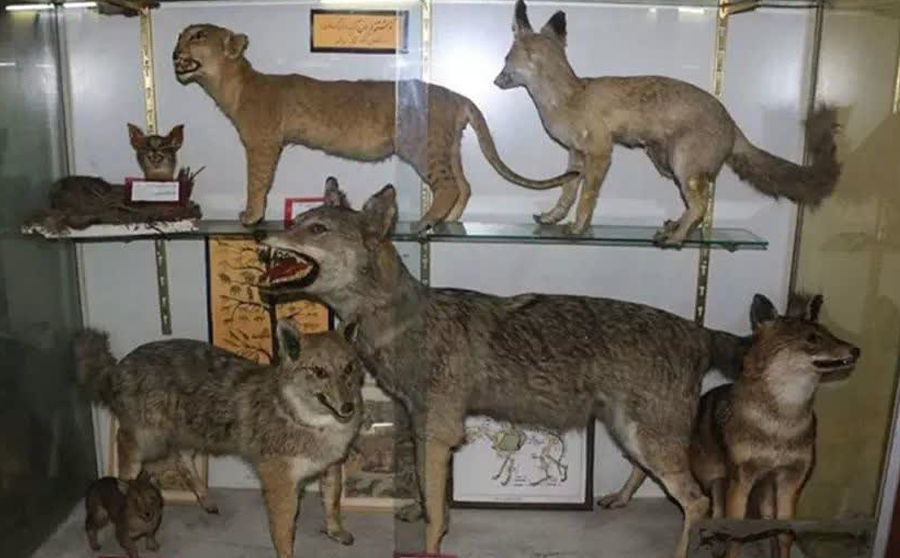 بازدید از موزه تاریخ طبیعی البرز تا پایان دهه فجر رایگان شد