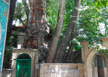 هدفگذاری برای انجام عملیات حفاظتی از چنار کهنسال برغان