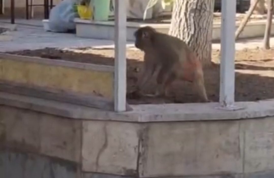 زنده گیری ۷ میمون رزوس در کرج