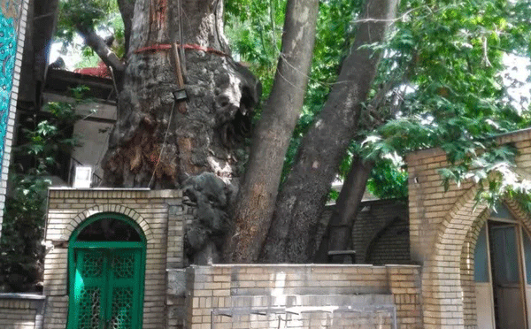 خسارات آتشسوزی درخت چنار کهنسال برغان جزئی و قابل احیاست