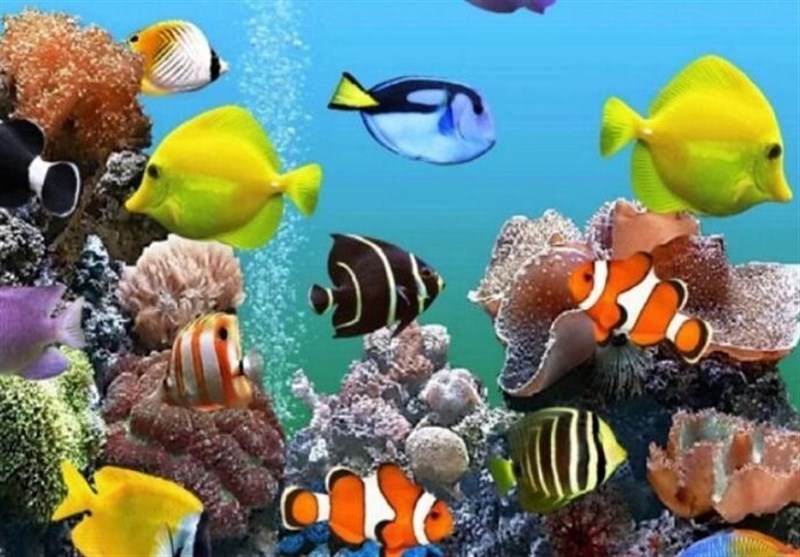 صادرات بیش از ۶۸۱ هزار قطعه آبزی زینتی از البرز در سال گذشته