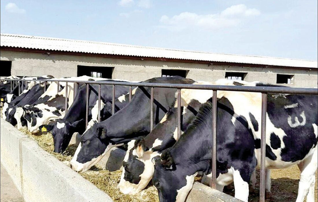 لزوم سرمایهگذاری در حوزه مراکز دانشبنیان تولید جنین دامی