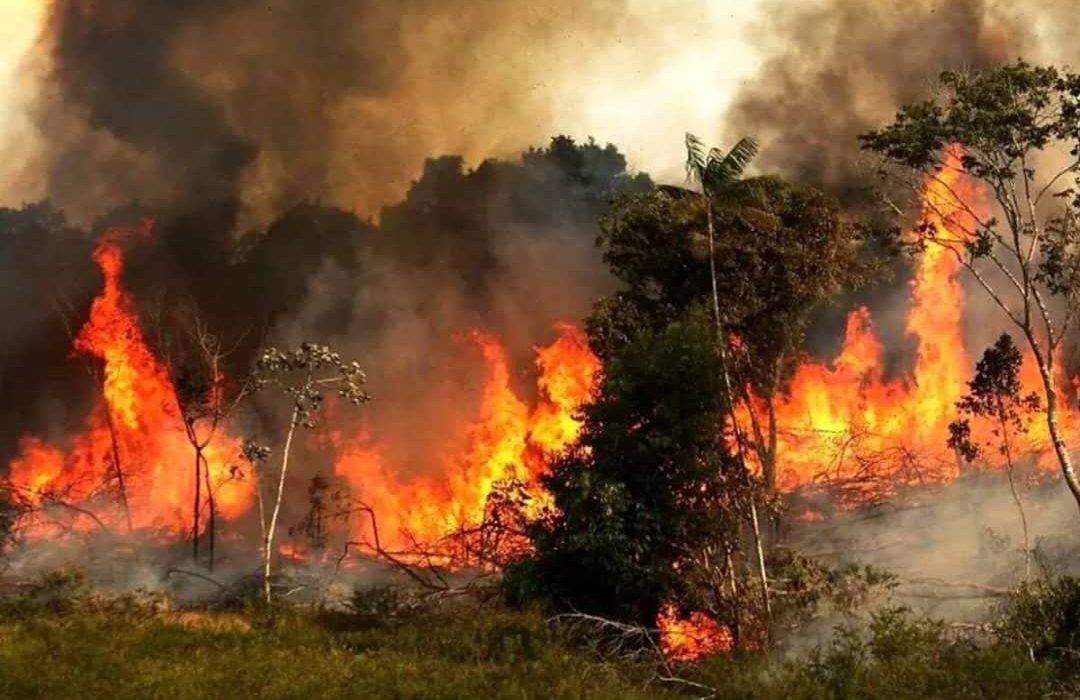 جنگل‌های هیرکانی در شعله‌های آتش/ البرز به کمک مهار حریق شتافت