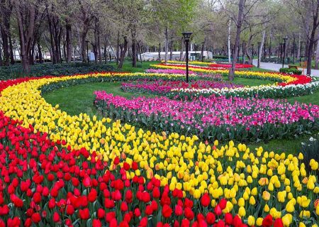 جشنواره لاله های کرج می تواند در حوزه گردشگری نقش آفرین باشد