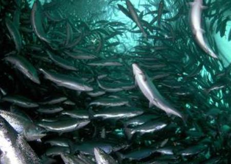 پرورش دو گونه ماهی خاویاری بومی دریای خزر در البرز