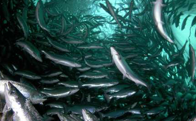 پرورش دو گونه ماهی خاویاری بومی دریای خزر در البرز