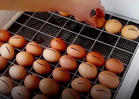 معدوم سازی تخم مرغ‌های نطفه دار ۱۸ روزه، پاک کردن صورت مسئله است