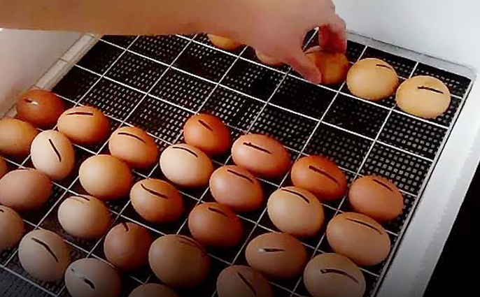 معدوم سازی تخم مرغ‌های نطفه دار ۱۸ روزه، پاک کردن صورت مسئله است