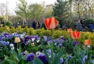 زیبایی جشنواره لاله های کرج از نگاه دیده بان البرز