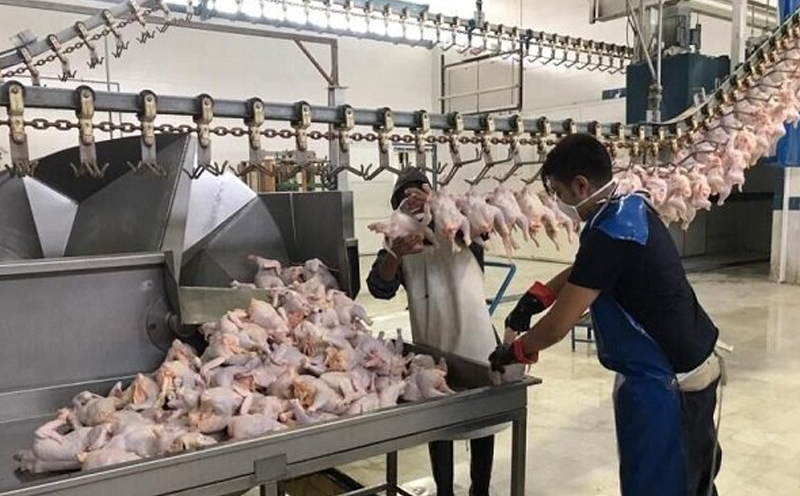 افزایش بهره وری در صنعت مرغ، نیازمند بروزرسانی تجهیزات کشتارگاه های طیور است