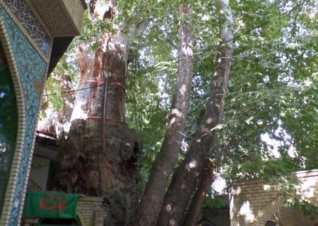طرح حفاظت از درختان کهنسال البرز اجرا می شود