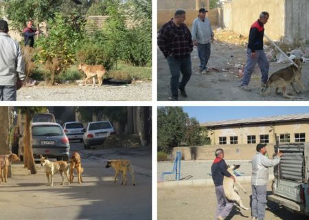 جمع آوری ۱۵ قلاده سگ بلاصاحب در شهر گلسار