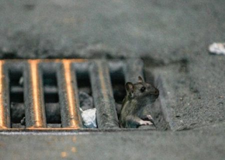 اجرای طرح امحای حیوانات موذی در مرکز شهر کرج/ کنترل جمعیت جوندگان، مستلزم مشارکت شهروندان است