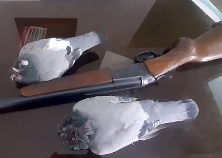دستگیری شکارچی غیرمجاز پرنده در ساوجبلاغ