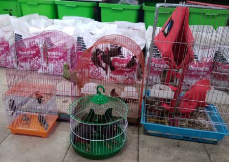 کشف و ضبط تعدادی پرنده و یک قلاده میمون در کرج