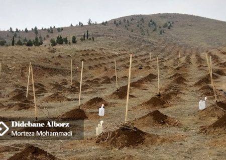 البرز جزو استان های برتر اجرای طرح کاشت یک میلیارد درخت قرار گرفت