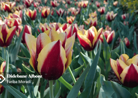 باغ گلهای کرج یک سرمایه شهری ارزشمند است