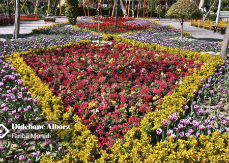 استقبال از جشنواره لاله ها نشان دهنده نیاز جامعه به فضاهای شاد و امیدآفرین است