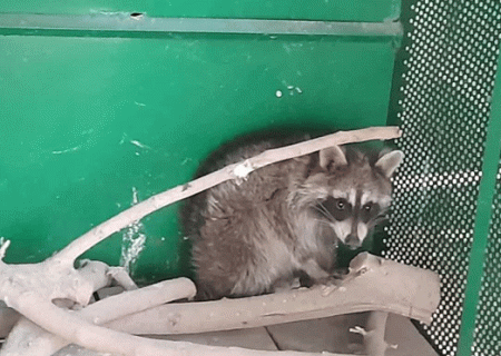 نجات یک قلاده راکون از اسارت در ماهدشت