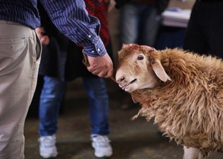 ضرورت ذبح دام های قربانی در کشتارگاه ها و تحت نظارت بهداشتی