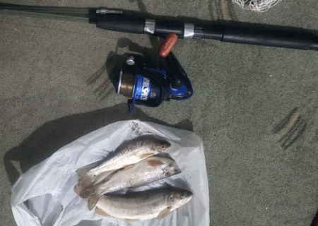 دستگیری صیاد ماهی قزل آلای خال قرمز در منطقه حفاظت شده البرز جنوبی