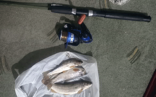 دستگیری صیاد ماهی قزل آلای خال قرمز در منطقه حفاظت شده البرز جنوبی