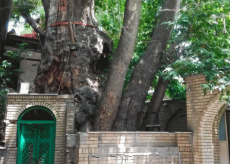 خسارات آتش‌سوزی درخت چنار کهنسال برغان جزئی و قابل احیاست