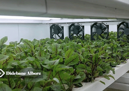 تولید سبزی تازه روی عرشه کشتی