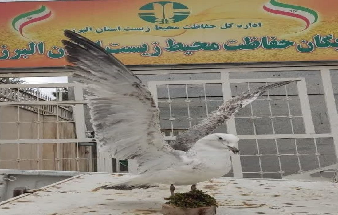 کشف و ضبط یک پرنده تاکسیدرمی شده در کرج؛ برخورد جدی با تخلفات حیاتوحش