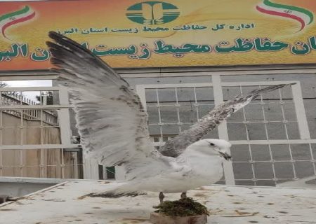 کشف و ضبط یک پرنده تاکسیدرمی شده در کرج؛ برخورد جدی با تخلفات حیات‌وحش