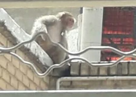 پایان اسارت میمون مهرشهری با اقدام به‌موقع محیط‌زیست