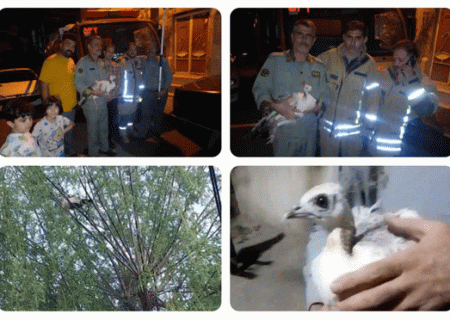 طاووس سرگردان به خانه بازگشت